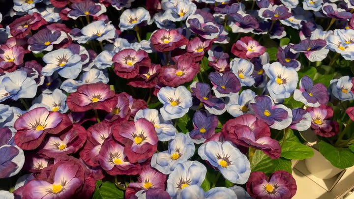 Mixed Double Pansy Flower Seeds – Heirloom Non-GMO High Germination Seeds