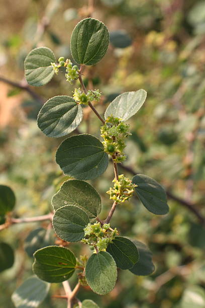 Ziziphus Plant Seeds – Heirloom &amp; Non-GMO Hardy, Resilient Seeds for Planting | High Germination | Organic Garden Seeds