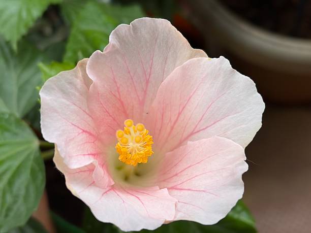 Pale Pink Nasturtium Flower Seeds – Heirloom, Non-GMO, High Germination Seeds