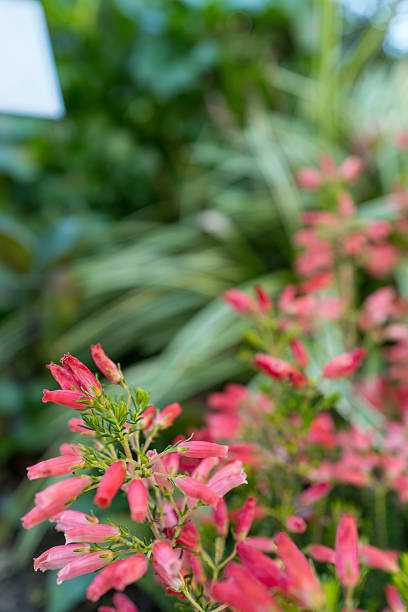 Penstemon Flower Seeds Red – Heirloom, Non-GMO, High Germination Seeds