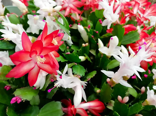 Mixed Zygocactus Truncatus Flower Seeds – Heirloom, Non-GMO, High Germination Seeds