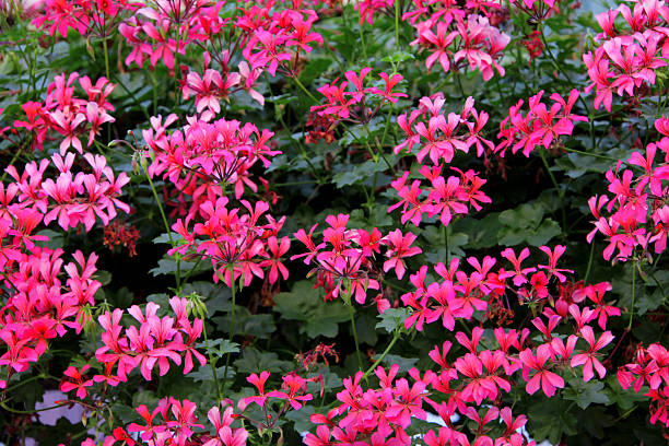 Pink Pelargonium Peltatum Flower Seeds – Heirloom, Non-GMO, High Germination Seeds