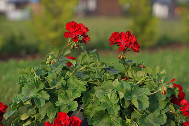 Rote Mini-Pelargonium-Blumensamen – Alte Sorte, gentechnikfrei, keimstark, Bio-Gartensamen zum Pflanzen
