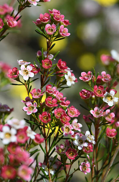 Mixed Chamelaucium Flower Seeds – Heirloom, Non-GMO, High Germination Seeds