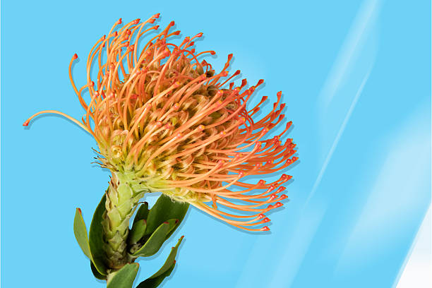 Orange Protea Flower Seeds – Heirloom, Non-GMO, High Germination Seeds