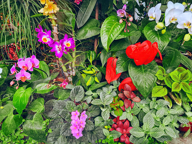 Semillas de Flores de Orquídeas Phalaenopsis Mixtas – Variedad Antigua, No OGM, Semillas de Alta Germinación