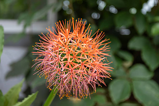 Semillas de flor Scadoxus Naranja – Orgánicas, sin OMG, alta germinación, reliquia para plantar en el jardín