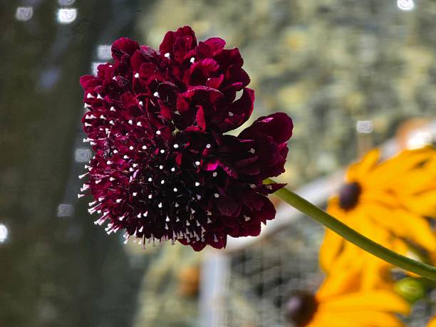 Maroon Scabiosa Flower Seeds – Heirloom, Non-GMO High Germination Seeds