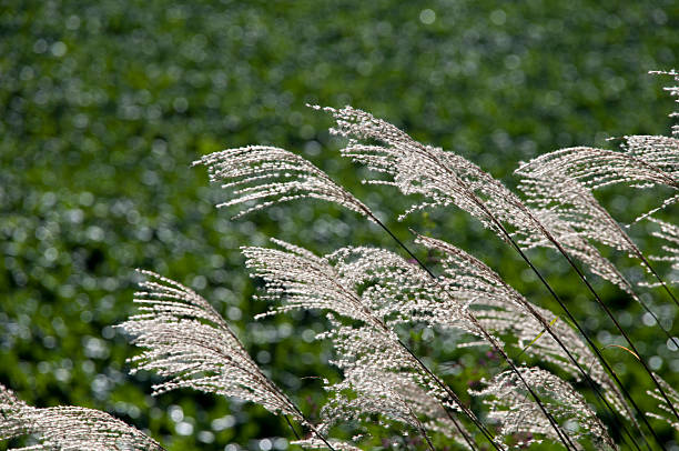 Miscanthus Flower Seeds – Heirloom, Non-GMO, High Germination Seeds