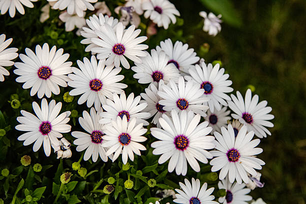 Semillas de Flor Osteospermum Blanco Heirloom No Modificadas Genéticamente Alta Germinación Semillas Orgánicas para Jardín