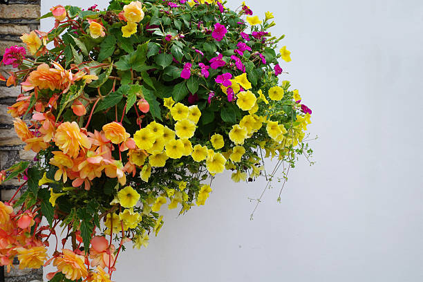 Mixed Begonia Flower Seeds – Heirloom, Non-GMO, High Germination Seeds