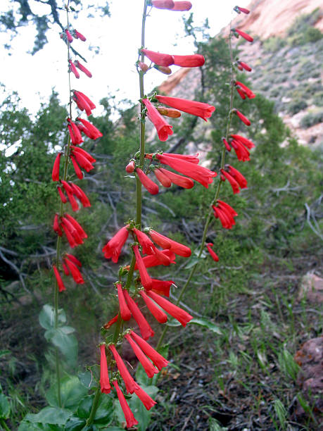 Penstemon Flower Seeds Red – Heirloom, Non-GMO, High Germination Seeds