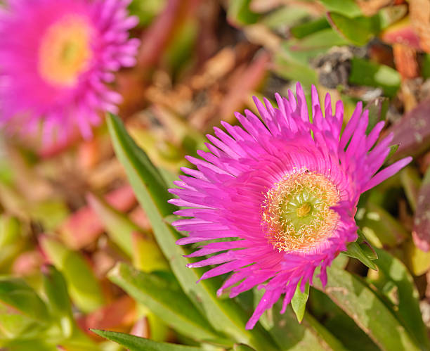 Pink Mesembryanthemum Flower Seeds – Heirloom, Non-GMO, High Germination Seeds