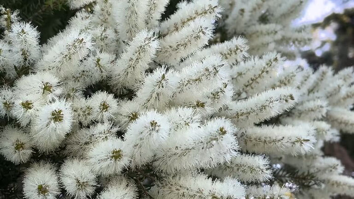 White Myrtle Flower Seeds – Heirloom, Non-GMO, High Germination Seeds