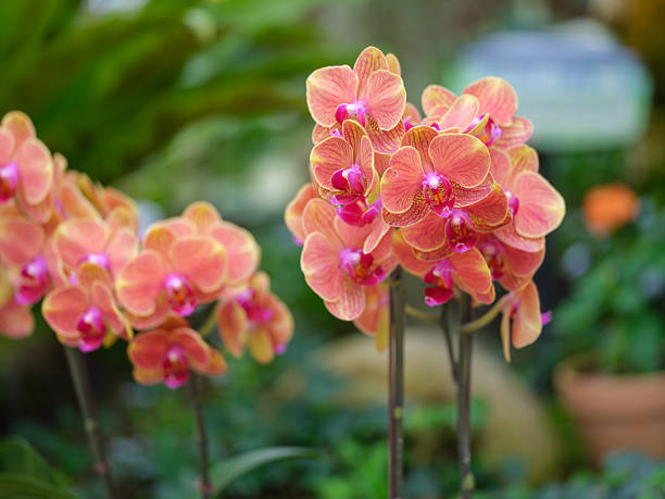 Orange Phalaenopsis Orchid Flower Seeds – Heirloom, Non-GMO Seeds