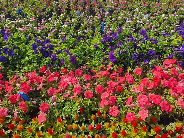 Mix Portulaca Flower Seeds – Heirloom, Non-GMO, High Germination Seeds