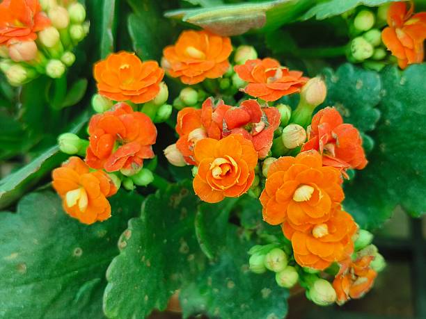 Orange Kalanchoe Flower Seeds – Heirloom, Non-GMO, High Germination Seeds