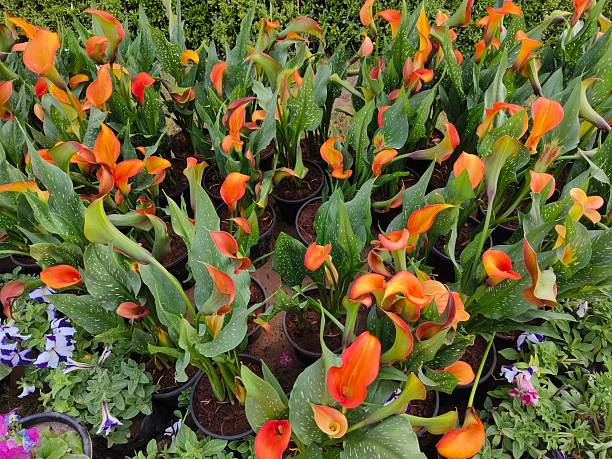 Orange Calla Lilly Flower Seeds – Heirloom, Non-GMO, High Germination Seeds