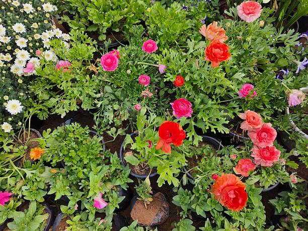 Mixed Rose Flower Seeds – Heirloom, Non-GMO, High Germination Seeds