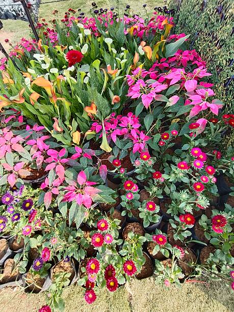 Mixed Chrysanthemum Flower Seeds Perennial – Heirloom, Non-GMO, High Germination Seeds