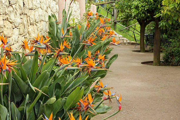 Semillas de flor de Strelitzia Reginae Naranja – Herencia, sin OGM, Semillas Orgánicas de Jardín de Alta Germinación