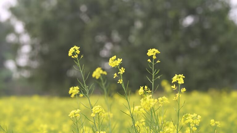 Mustard Flower Seeds Yellow – Heirloom, Non-GMO, High Germination Seeds