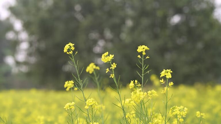 Mustard Flower Seeds Yellow – Heirloom, Non-GMO, High Germination Seeds