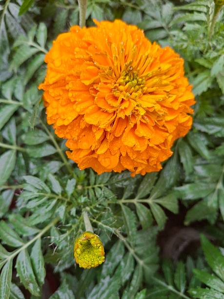 Orange Calendula Flower Seeds – Heirloom, Non-GMO, High Germination Seeds