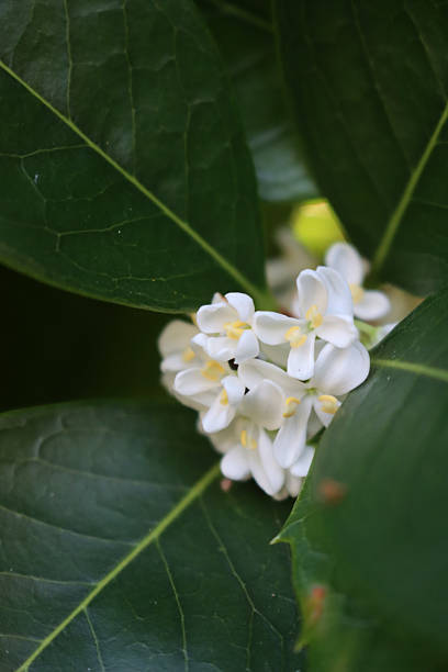 White Osmanthus Flower Seeds for Planting – Heirloom, Non-GMO, High Germination