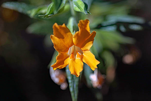 Orange Mimulus Flower Seeds – Heirloom, Non-GMO, High Germination Seeds