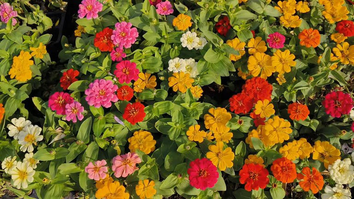 Mixed Zinnia Flower Seeds – Heirloom Non-GMO High Germination Seeds