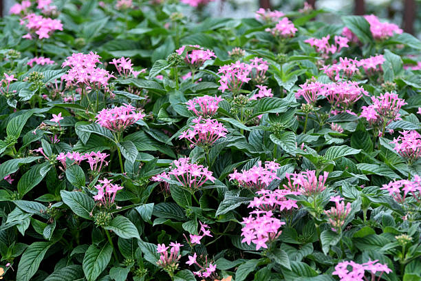 Pentas Flower Seeds Pink – Heirloom, Non-GMO, High Germination Seeds