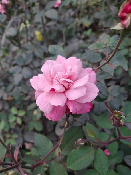 Pale Pink Rose Flower Seeds – Heirloom, Non-GMO, High Germination Seeds