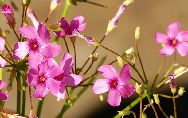 Semillas de flores de Oxalis rosa – Cimelio, sin OMG, semillas orgánicas de alta germinación para plantar en el jardín