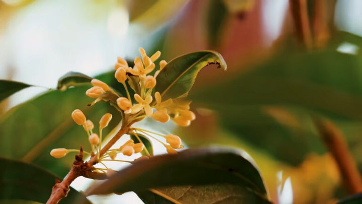 Orange Osmanthus Flower Seeds – Heirloom, Non-GMO, High Germination Seeds