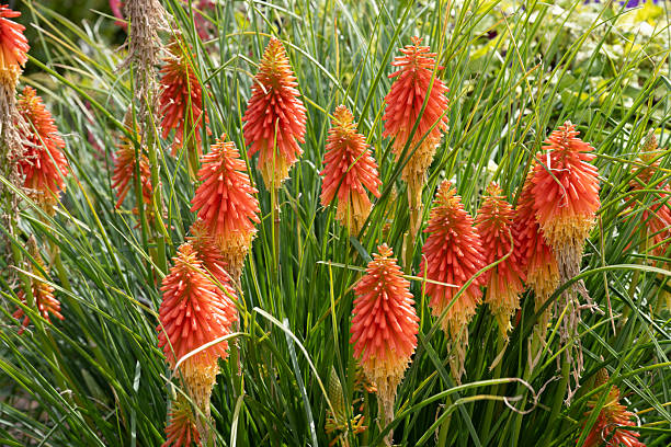 Orange Kniphofia Uvaria Flower Seeds – Heirloom, Non-GMO, High Germination Seeds