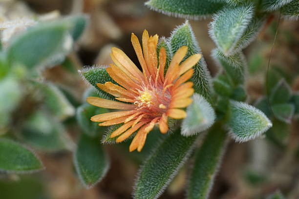 Orange Mesembryanthemum Flower Seeds – Heirloom, Non-GMO, High Germination Seeds