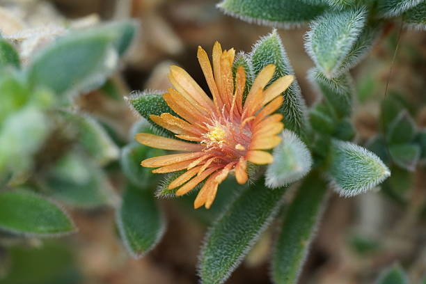 Orange Ice Plant Flower Seeds – Heirloom, Non-GMO, High Germination Seeds