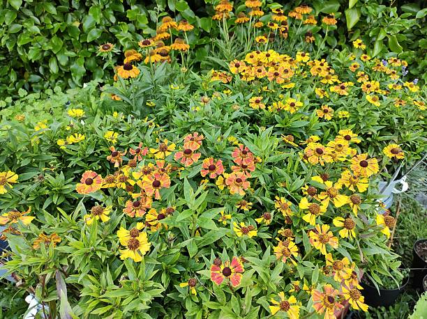 Mixed Helenium Flower Seeds – Heirloom, Non-GMO, High Germination Seeds