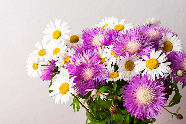 Mixed Aster Flower Seeds – Heirloom, Non-GMO, High Germination Seeds