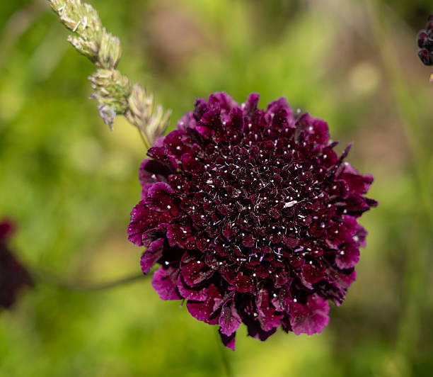Maroon Scabiosa Flower Seeds – Heirloom, Non-GMO High Germination Seeds