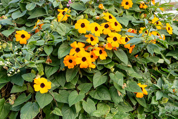 Orange Thunbergia Flower Seeds – Heirloom, Non-GMO, High Germination Seeds