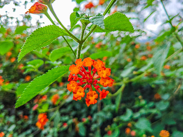 Orange Lantana Flower Seeds – Heirloom, Non-GMO, High Germination Seeds