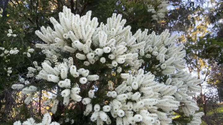 White Myrtle Flower Seeds – Heirloom, Non-GMO, High Germination Seeds