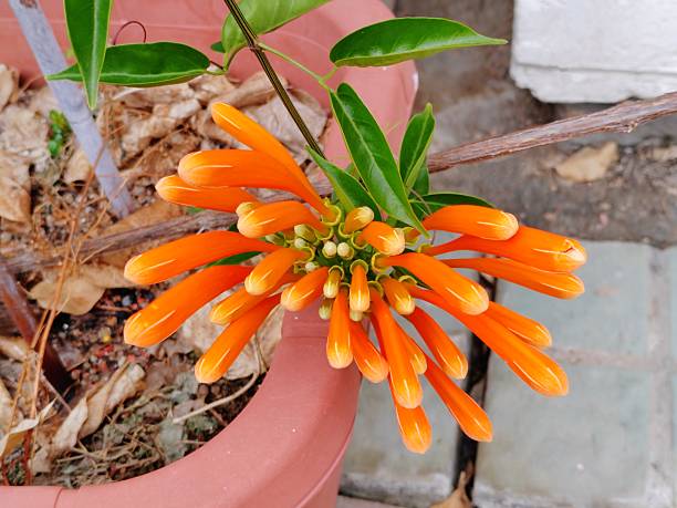 Orange Pyrostegia Flower Seeds – Heirloom, Non-GMO, High Germination Seeds for Planting