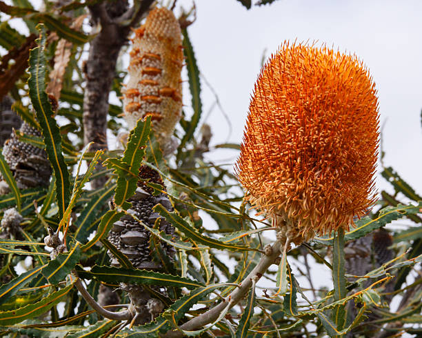 Orange Banksia Flower Seeds – Heirloom, Non-GMO, High Germination Seeds