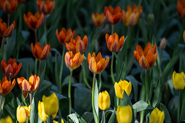 Mixed Siam Tulip Flower Seeds – Heirloom, Non-GMO, High Germination Seeds