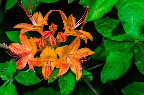 Orange Rhododendron Flower Seeds – Heirloom, Non-GMO, High Germination Seeds