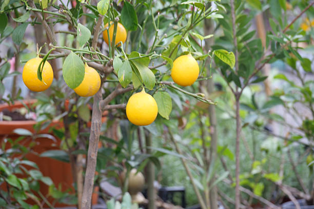 Yellow Lemon Citrus Seeds – Heirloom, Non-GMO, High Germination Seeds
