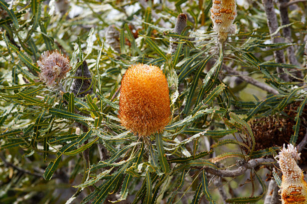 Orange Banksia Flower Seeds – Heirloom, Non-GMO, High Germination Seeds